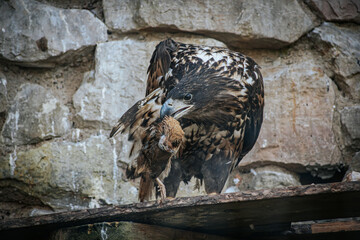 A powerful eagle with detailed brown and white plumage feeds on its prey in a rocky enclosure. The birds sharp talons grasp the prey while its beak tears into the meat
