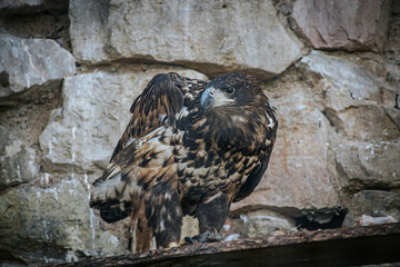 A powerful eagle with detailed brown and white plumage feeds on its prey in a rocky enclosure. The birds sharp talons grasp the prey while its beak tears into the meat