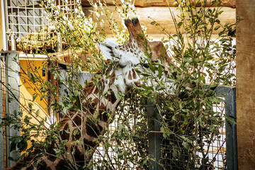 A giraffe reaches through branches to feed on green leaves within an enclosure. The animals...