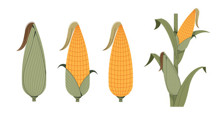 A collection of various illustrations of corn. Fall crops.