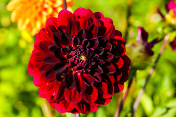 red dahlia in the field, dahlias belong to the daisy family (Asteraceae). red