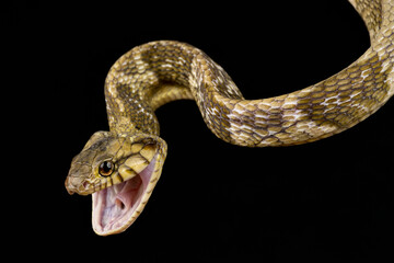 Blandings Tree Snake (Toxicodryas blandingii)