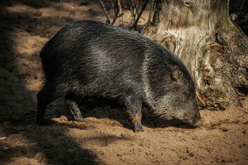 peccaries, one foraging and the other resting, on a sandy ground near fallen branches. The dark, coarse fur of the animals contrasts with the light, dry sand