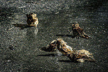A group of sparrows energetically bathe in a puddle on wet pavement, splashing water droplets...