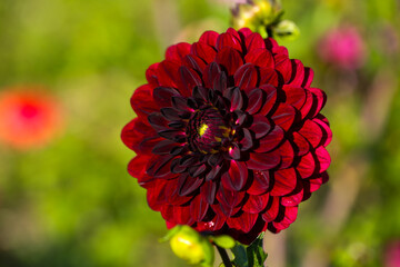 red dahlia in the field, dahlias belong to the daisy family (Asteraceae). red