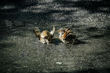 A group of sparrows energetically bathe in a puddle on wet pavement, splashing water droplets around. The birds feathers are ruffled and wet, capturing a playful and natural scene