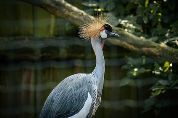 A grey crowned crane showcases its distinctive golden crown of feathers, gracefully curving its neck. The bird's black, white, and grey plumage contrasts beautifully with the surrounding foliage