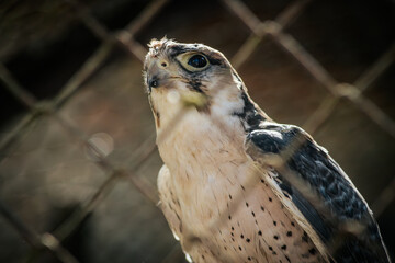 A close-up of a falcon spreading its wings, revealing intricate patterns on its feathers. The bird's intense gaze and sharp beak are highlighted, capturing its powerful and majestic presence.