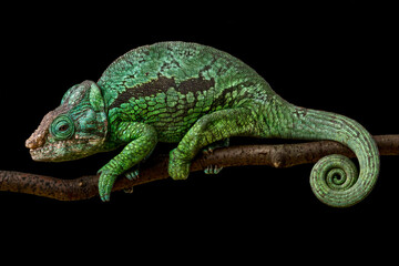 Flat-casqued chameleon (Calumma globifer) male