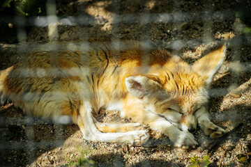 Fennec fox peacefully sleeping on sandy ground, its large ears folded back. The foxs soft fur and relaxed pose create a serene and calm atmosphere.