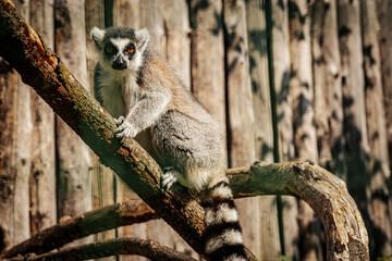 A ring tailed lemur with striking yellow eyes sits on a tree branch, gazing into the distance. The animals fur contrasts with the wooden fence in the background, highlighting its natural beauty.