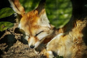 Fennec fox peacefully sleeping on sandy ground, its large ears folded back. The foxs soft fur and relaxed pose create a serene and calm atmosphere.