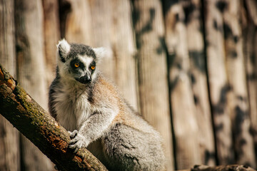 A ring tailed lemur with striking yellow eyes sits on a tree branch, gazing into the distance. The animals fur contrasts with the wooden fence in the background, highlighting its natural beauty.