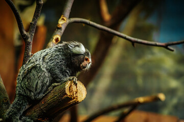 A common marmoset with distinctive white tufted ears rests on a tree branch, gazing ahead. The background is softly blurred, highlighting the marmosets detailed fur and calm expression.