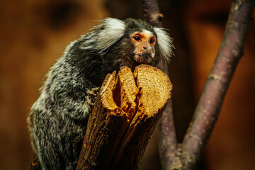 A common marmoset with distinctive white tufted ears rests on a tree branch, gazing ahead. The background is softly blurred, highlighting the marmosets detailed fur and calm expression.