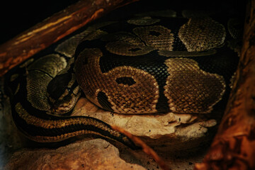 A vibrant yellow python rests coiled on a bed of wood chips and bark, blending into its naturalistic enclosure. The snake's distinctive pattern and smooth scales are highlighted by the lighting