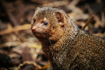Mongoose with detailed fur and expressive eyes, captured in a natural outdoor environment. The mongoose appears alert and curious, its small, furry face highlighted against a blurred