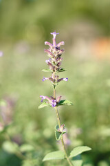 Lavender flower . Summer flowering, Lavender.  Shallow depth of field