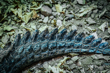 A crocodile lies motionless on a rocky surface, its textured skin blending with the pebbles and stones around it. The image captures the rugged details of the reptiles tough exterior
