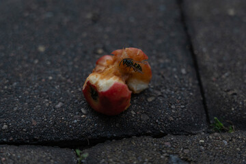 An apple core on a paving stone. A half-eaten apple is lying on the road