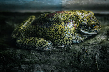A detailed close-up of a frog sitting on a dark surface, with its large, reflective eyes capturing light. The frogs smooth, bronze colored skin adds a rich texture to the image