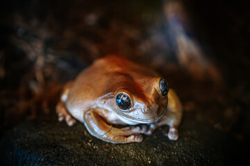 A detailed close-up of a frog sitting on a dark surface, with its large, reflective eyes capturing light. The frogs smooth, bronze colored skin adds a rich texture to the image