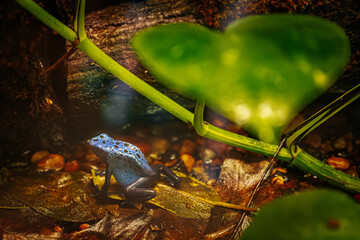 A vibrant blue poison dart frog sits on a leaf in a lush rainforest environment. The frog's bright blue skin with black spots contrasts with the earthy tones of the forest floor