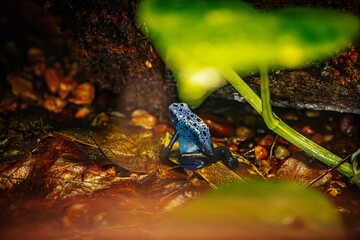 A vibrant blue poison dart frog sits on a leaf in a lush rainforest environment. The frog's bright blue skin with black spots contrasts with the earthy tones of the forest floor