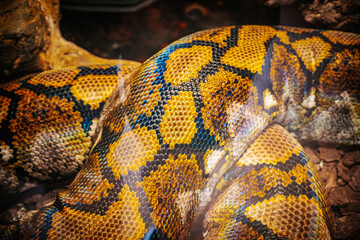 A vibrant yellow python rests coiled on a bed of wood chips and bark, blending into its naturalistic enclosure. The snake's distinctive pattern and smooth scales are highlighted by the lighting