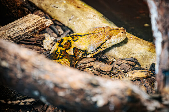 A vibrant yellow python rests coiled on a bed of wood chips and bark, blending into its naturalistic enclosure. The snake's distinctive pattern and smooth scales are highlighted by the lighting