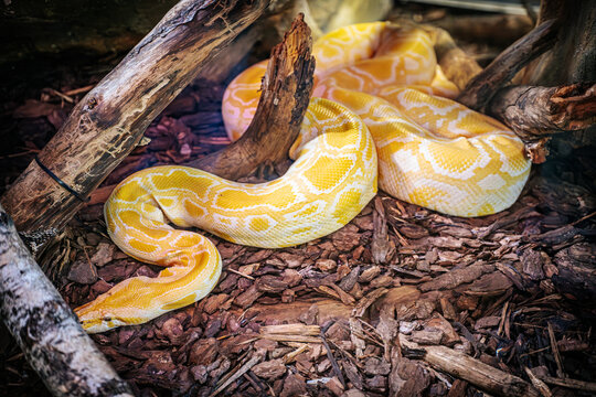 A vibrant yellow python rests coiled on a bed of wood chips and bark, blending into its naturalistic enclosure. The snake's distinctive pattern and smooth scales are highlighted by the lighting