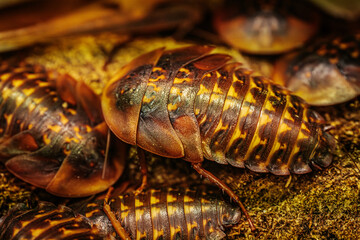 A detailed close-up of several cockroaches resting on a forest floor, showcasing their shiny, segmented bodies and intricate patterns. The earthy tones of their shells blend with the surrounding moss