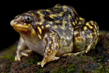 Guinea snout-burrowing frog (Hemisus guineensis)