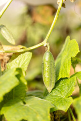 A ripe young cucumber is hanging on a branch in the garden
