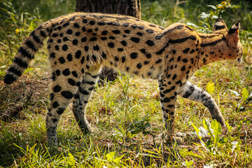 A serval cat, with its distinctive spotted coat and long legs, walks gracefully through the grass. The sunlight highlights the serval's beautiful fur pattern, emphasizing the contrast between