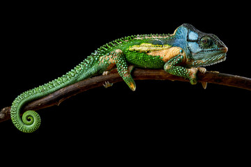 Knysna dwarf chameleon (Bradypodion damaranum)