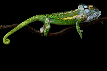 Knysna dwarf chameleon (Bradypodion damaranum)