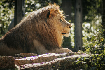 Naklejka premium A majestic lion with a thick mane walks confidently through its territory, exuding strength and dominance. The intense gaze and forward posture of the lion emphasize its powerful presence