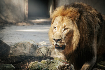 A regal lion rests on a sunlit rocky surface, displaying its impressive mane and powerful build. The lion's relaxed yet alert posture highlights its strength and dominance, with lush green foliage