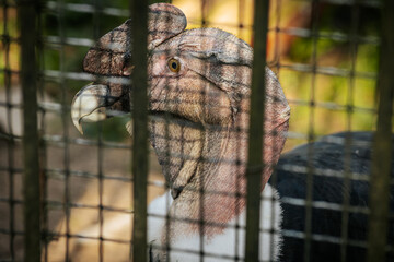 A detailed close up of a vulture, its sharp beak and textured skin visible through the bars of a zoo enclosure. The birds intense gaze and rugged features are highlighted, with the cage creating