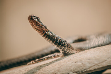The snake is poised on a light surface, with the background softly blurred to focus attention on the texture and pattern of the reptile's skin.