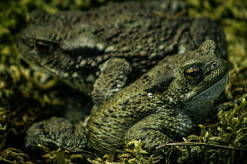 amphibian, animal, animal-eyes, animal-portrait, Toads resting on a moss covered surface, blending into their natural environment. Their textured, earthy skin provides excellent camouflage, with one t