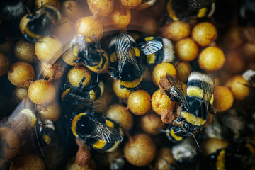 Bumblebees working on a honeycomb inside a hive. Detailed image captures the black and yellow...