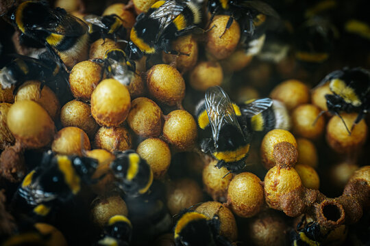 Bumblebees working on a honeycomb inside a hive. Detailed image captures the black and yellow markings on the bees as they interact with the honeycomb, showcasing the intricate and busy life