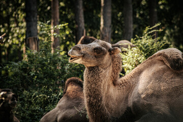 A close-up image of a camel with a humorous expression, showcasing its teeth in what appears to be a smile. The camel's fur is detailed, and the background is softly blurred