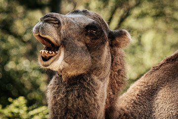 Obraz premium A close-up image of a camel with a humorous expression, showcasing its teeth in what appears to be a smile. The camel's fur is detailed, and the background is softly blurred