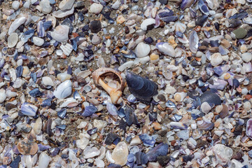 Top view of pebbles, sand and many shells of sea snails, clams, cockles, mussels, conch, rapanas, on the beach. Close up details, blue beige orange colorful texture for backgrounds. Fresh summer mood.