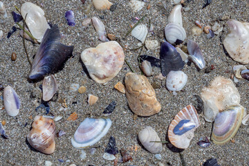 Top view of pebbles, sand and many shells of sea snails, clams, cockles, mussels, conch, rapanas, on the beach. Close up details, blue beige orange colorful texture for backgrounds. Fresh summer mood.