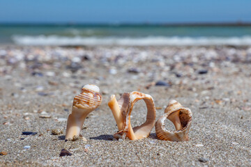 Closeup three shells of rapana venosa (rapa, sea snail, mollusc, conchifera) on beige sand on the beach. Shallow depth of focus. Blurred sea water horizon on the background. Fresh sunny summer mood.