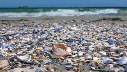 Close up sea shells on the sand of beautiful beach, blurred sea water horizon background. Shallow depth of focus. Blue beige orange textured pattern, natural color combination. Fresh relax summer mood